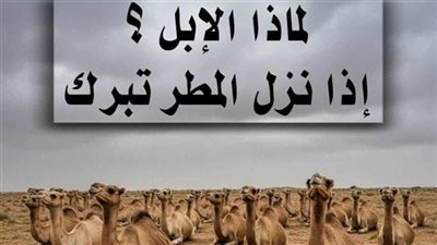 الابل